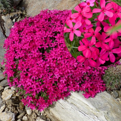 Phlox douglasii 'Ochsenblut' - Douglasi leeklill 'Ochsenblut' P9/0,55L 